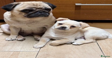 Pug dogs Adorable Pug x Pomeranian Puppy, Ready Today 🏡 - Advert 15