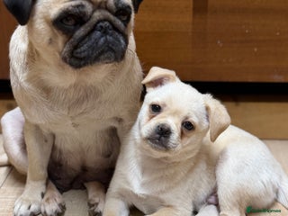 Pug dogs Fabulous Puppies available for Loving Homes🏡 - Advert 6