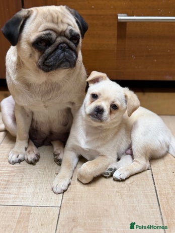 Pug dogs Fabulous Puppies available for Loving Homes🏡 - Advert 8