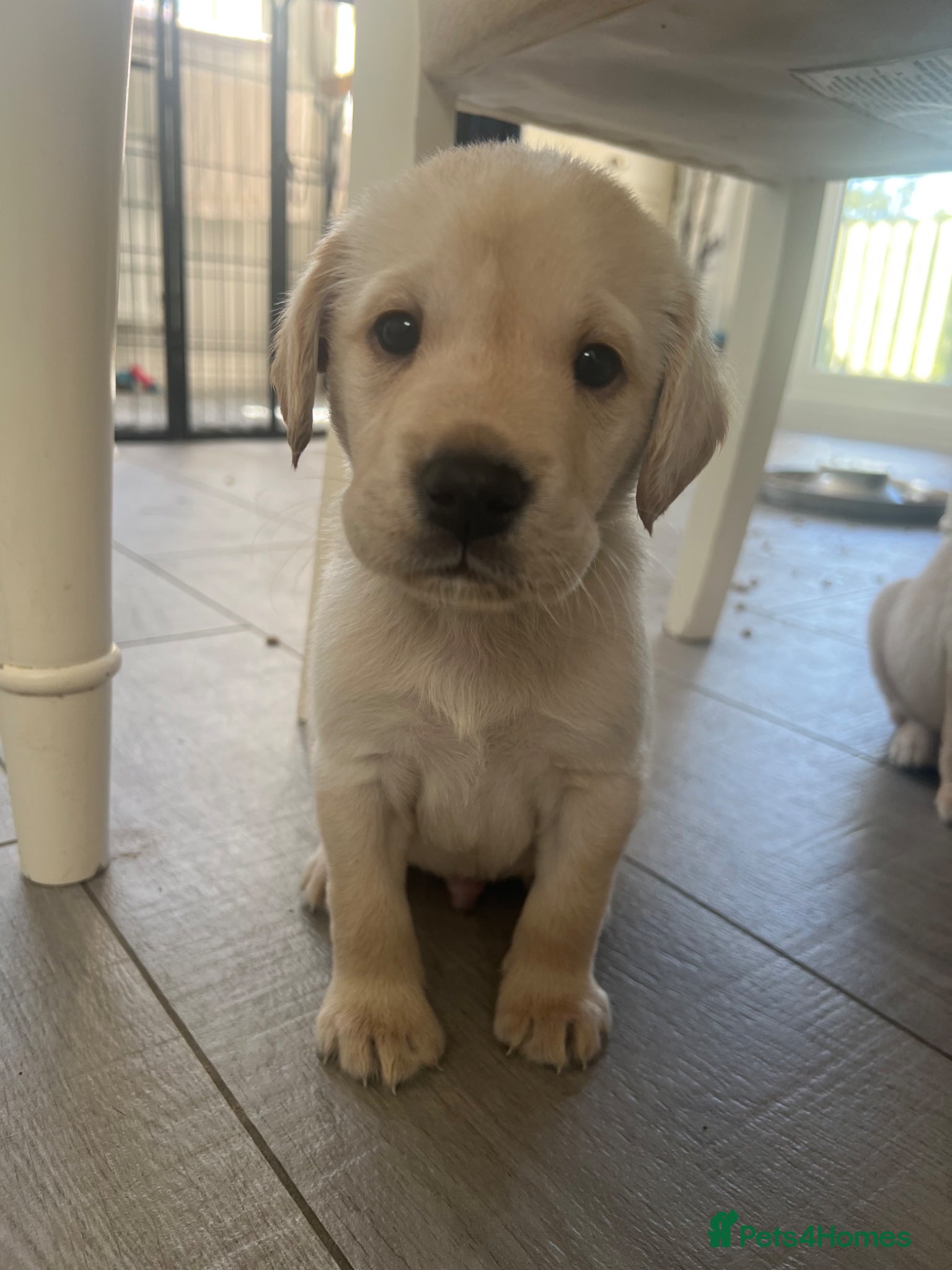 Labrador Retriever dogs 💛LAST BEAUTIFUL YELLOW GIRL💛ready 25/4/26 - Advert 7