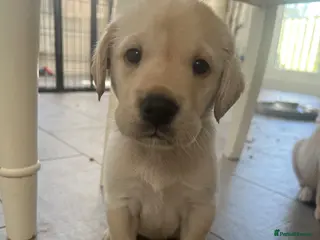 Labrador Retriever dogs 💛LAST BEAUTIFUL YELLOW GIRL💛ready 25/4/26 - Advert 7