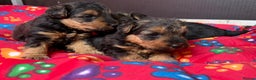 Welsh Terrier dogs for sale: Kc registered Welsh Terriers - Advert 5