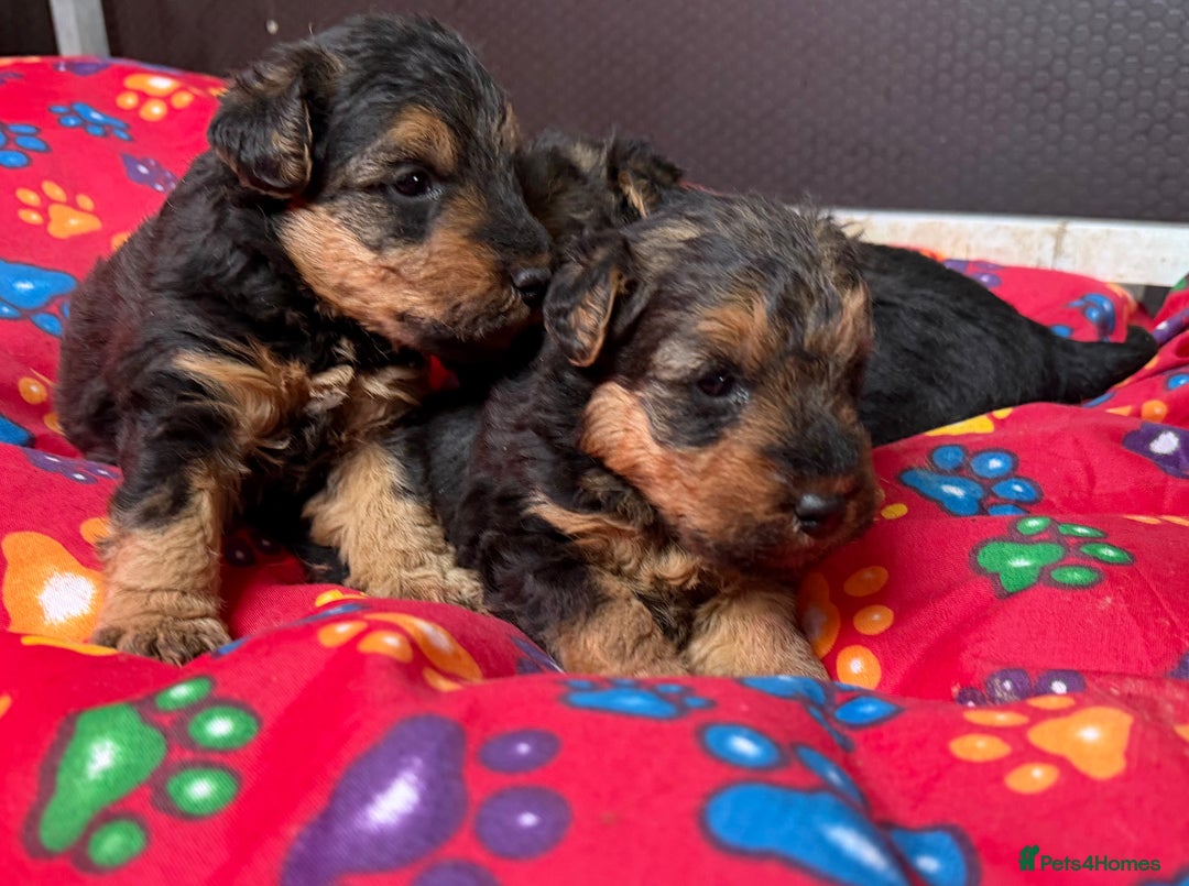 Welsh Terrier dogs for sale: Kc registered Welsh Terriers - Advert 5