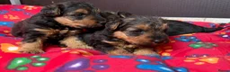 Welsh Terrier dogs for sale: Kc registered Welsh Terriers - Advert 5