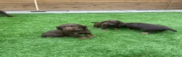 Cocker Spaniel dogs for sale: Working cocker spaniel pups  in Stockton-on-Tees - Advert 5