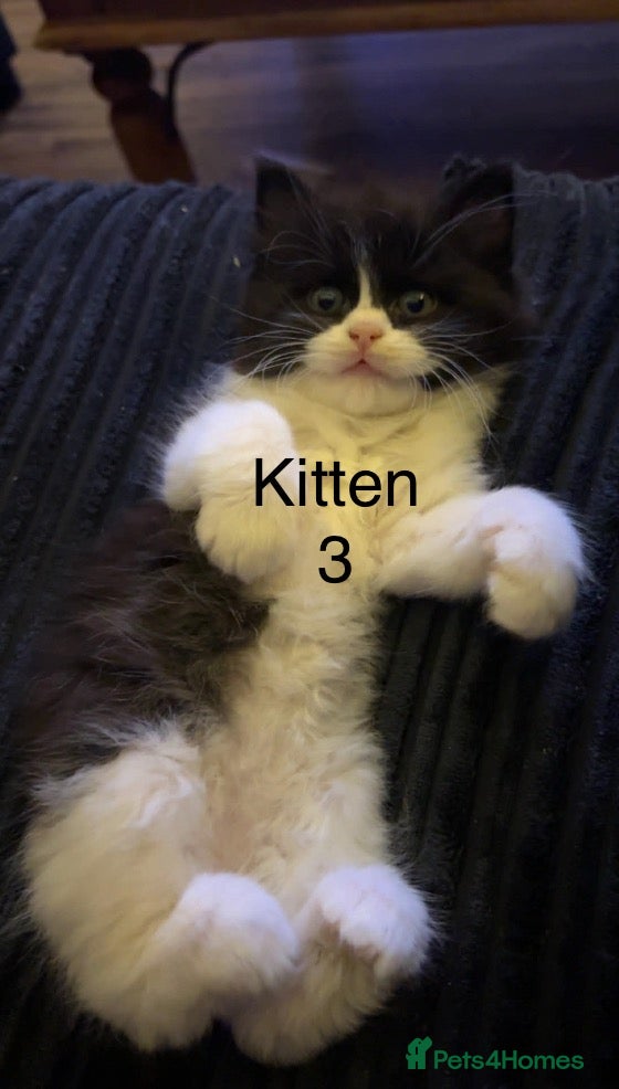 Ragdoll cats Beautiful Ragdoll kittens, ready now - Advert 3