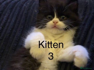 Ragdoll cats Beautiful Ragdoll kittens, ready now - Advert 3