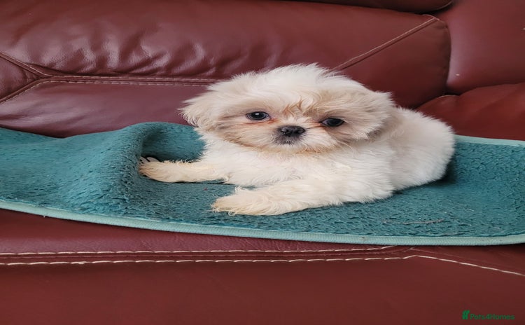 Shih Tzu dogs - Advert 11