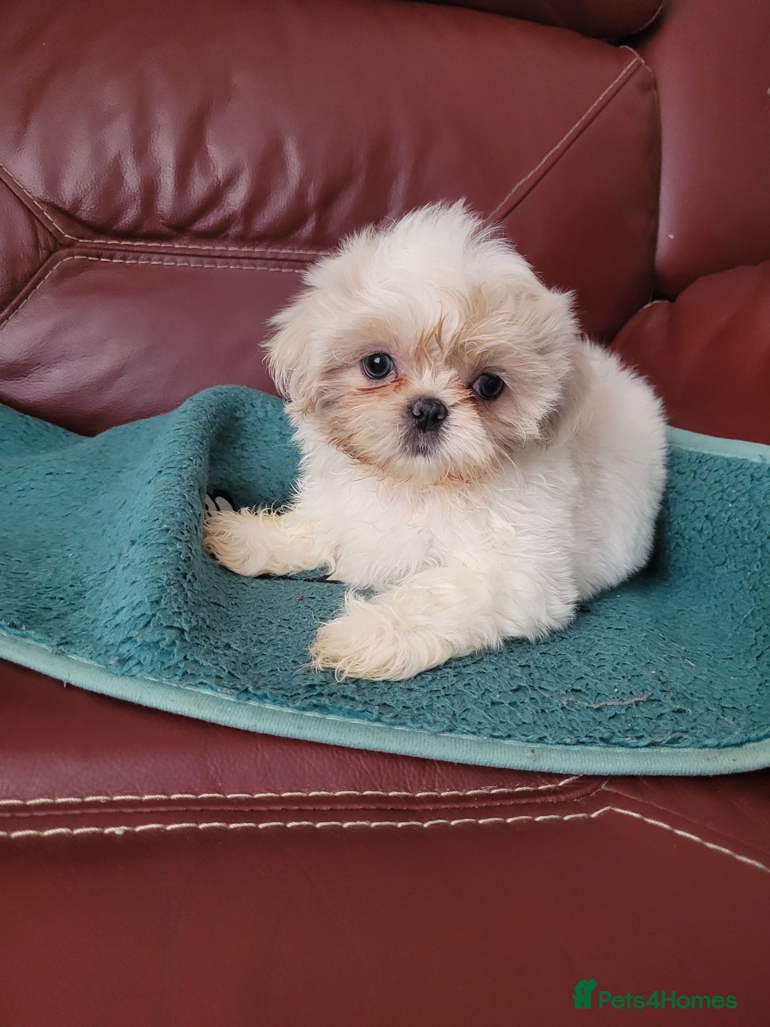 Shih Tzu dogs for sale: Ready now 🥰 Last Imperial ShihTzu Lavender Girl.  - Image 2