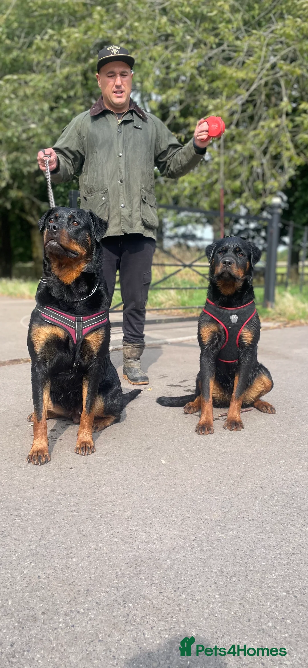 Rottweiler dogs for sale: Quality KC Rottweilers in Bristol - Advert 5