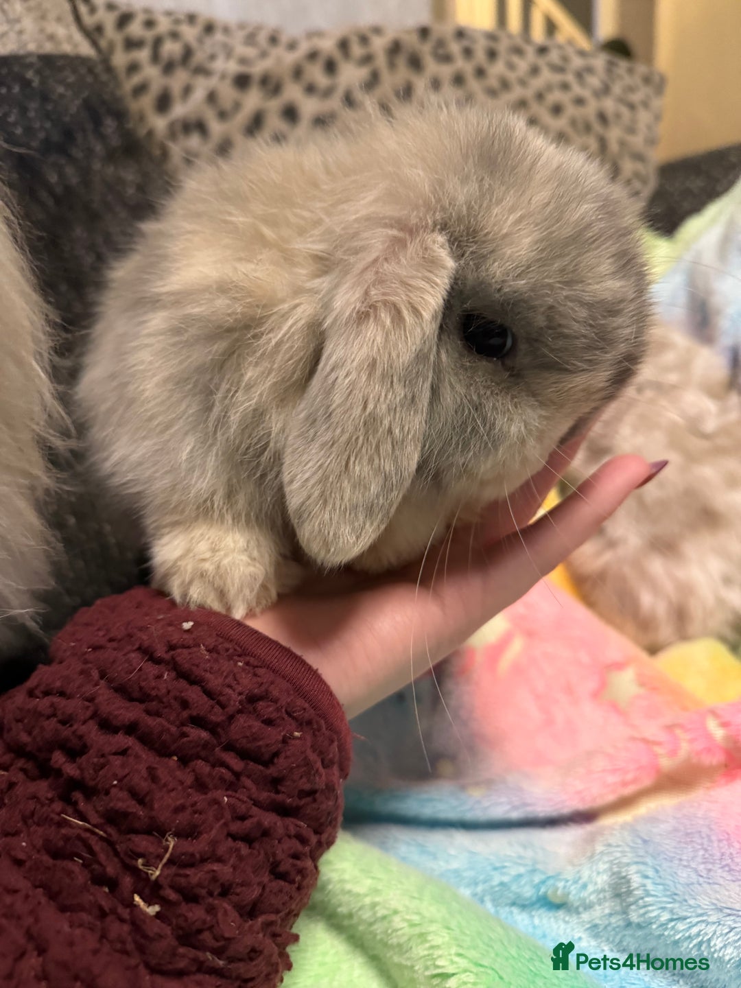 Mini Lop rabbits for sale: Mini lop rabbits  - Advert 3
