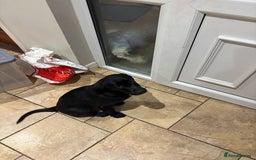 Borador dogs for sale: Borador puppies  - Image 2