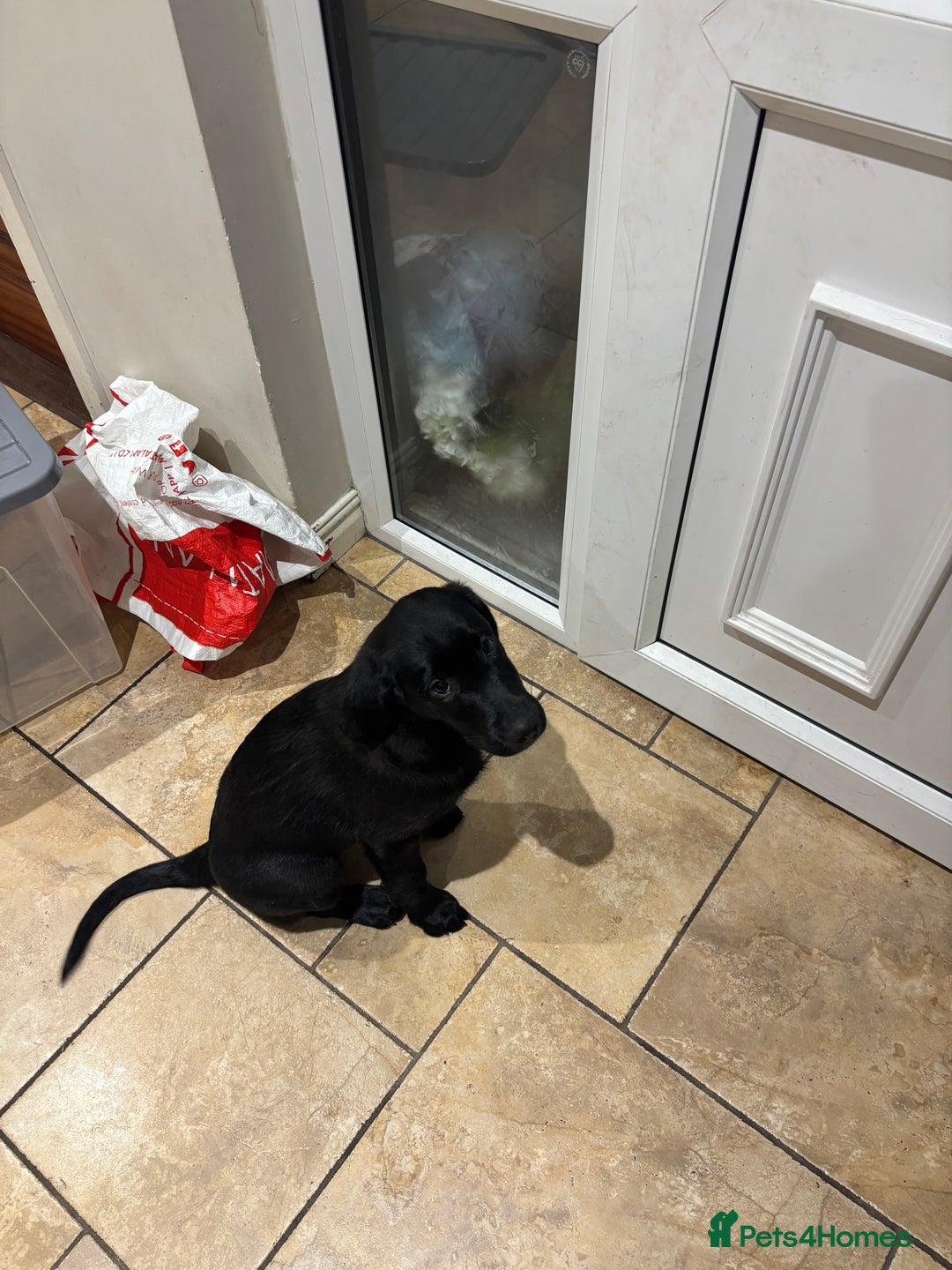 Borador dogs for sale: Borador puppies  - Image 2