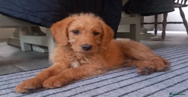 Labradoodle dogs - Advert 3