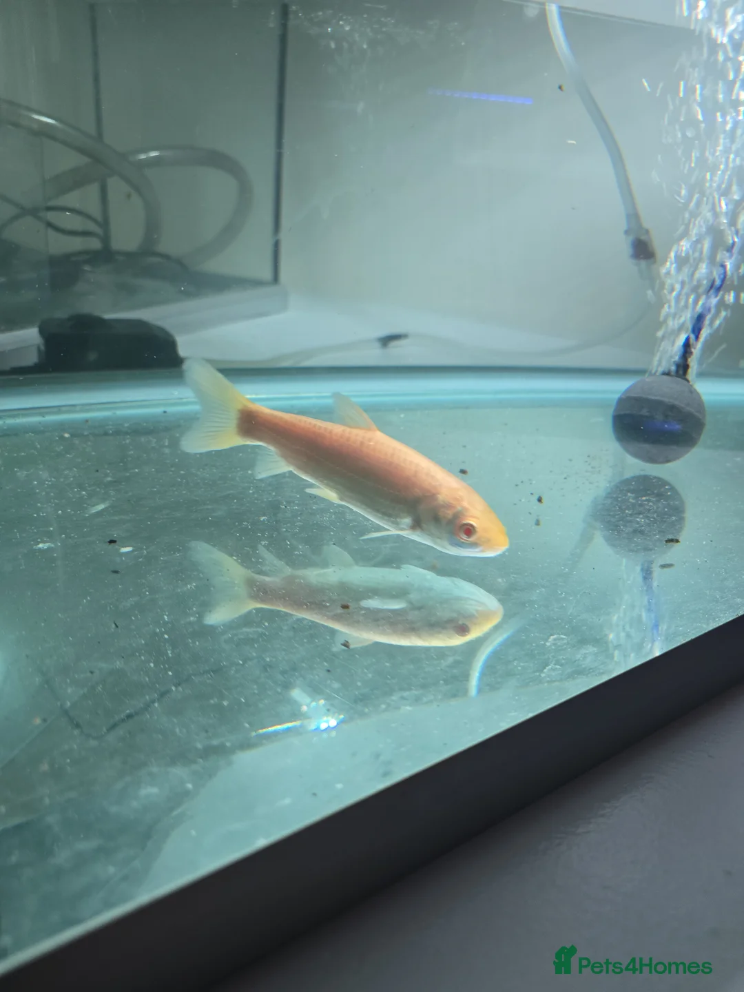 Koi Carp fish for sale: Ghost koi, Japanese koi and albino grass carp in Deeside - Advert 3