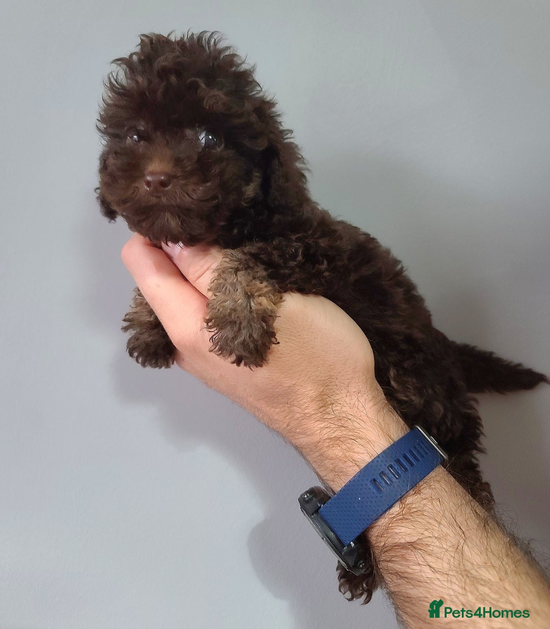 Cavapoo dogs for sale: *VIDEOS* F1b Cavapoos. Chocolate & Tan. DNA tested - Image 20