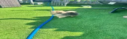 Pomeranian dogs for sale: Pomeranian  ** Teddy face  - Advert 5