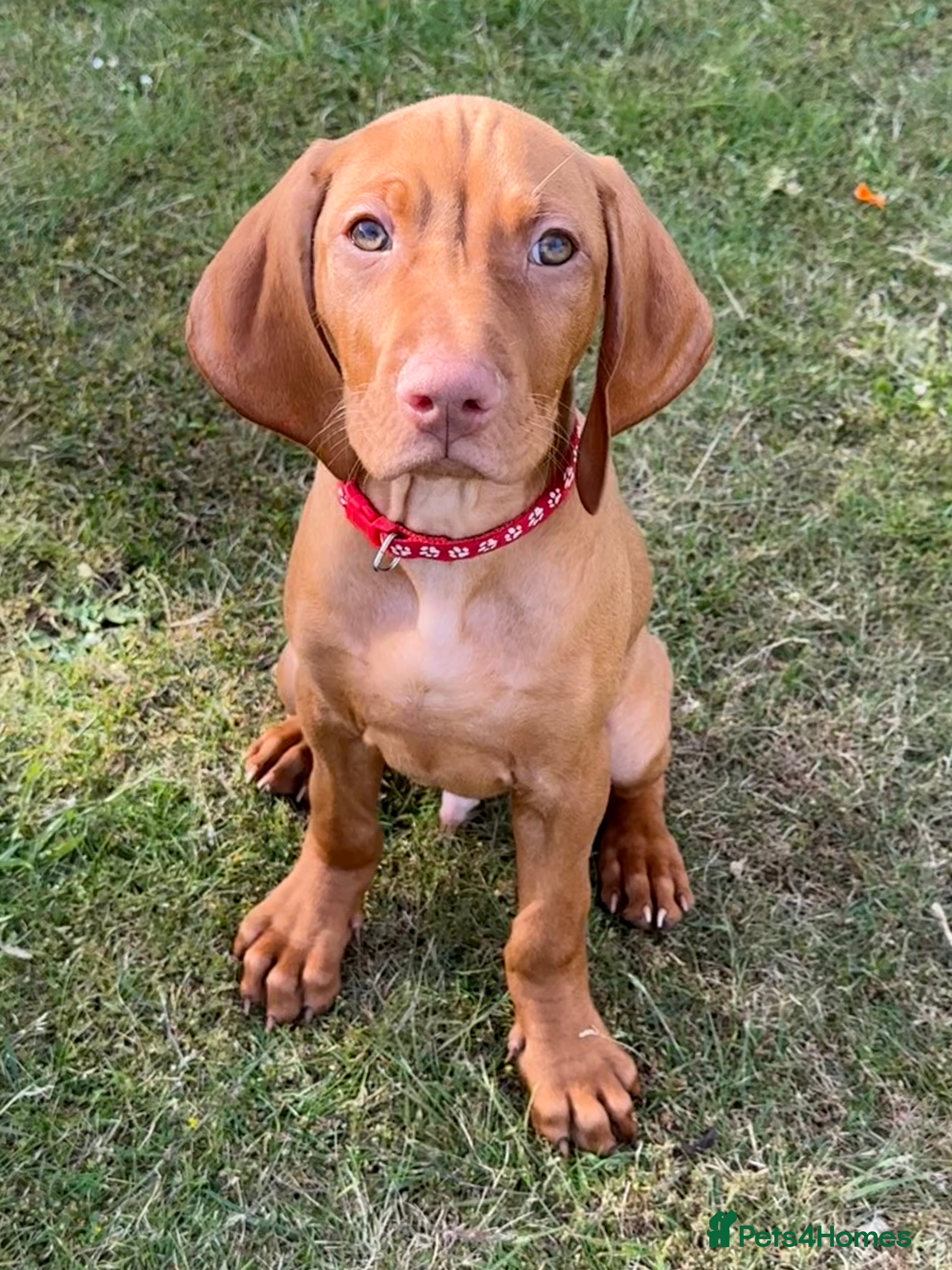 Hungarian Vizsla dogs Pedigree KC Hungarian Vizsla Pup For Sale - Advert 2