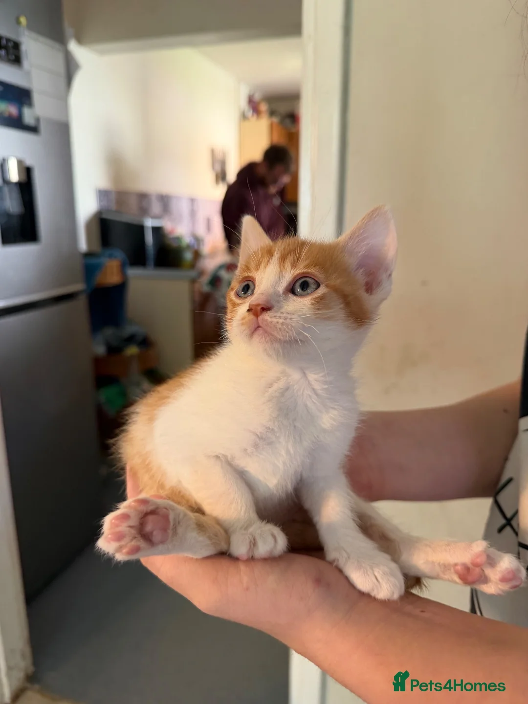 Mixed Breed cats for sale: Hand rared Beautiful ginger boy ready in 5 days 🧡 - Advert 2