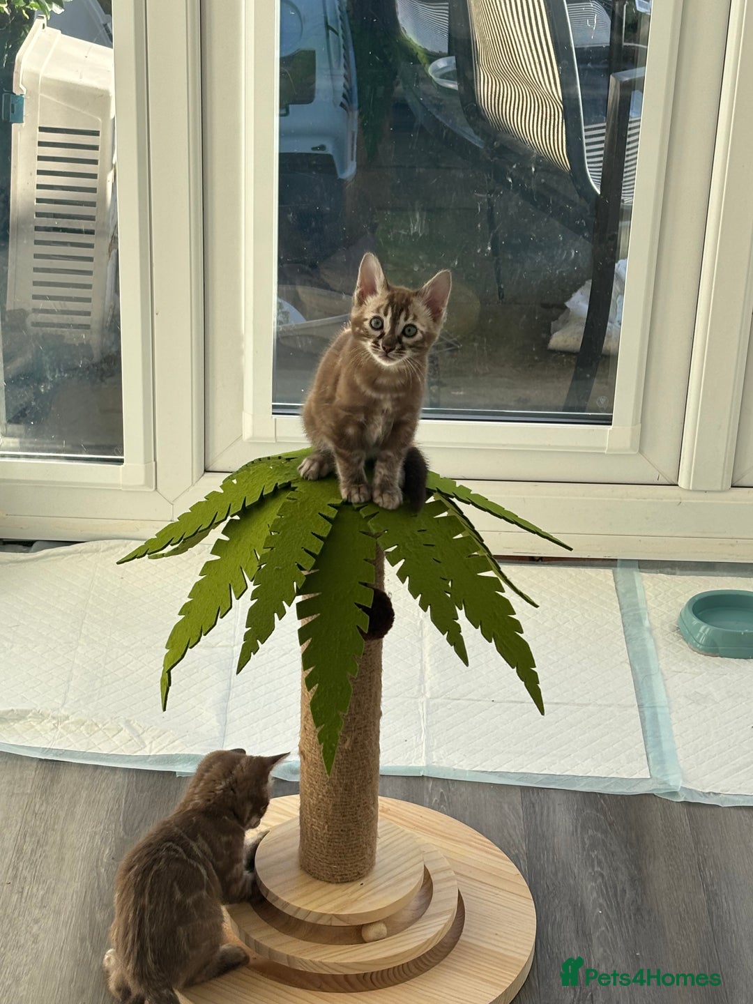 Bengal cats for sale: Pure Bengal kittens ready to go - Advert 14