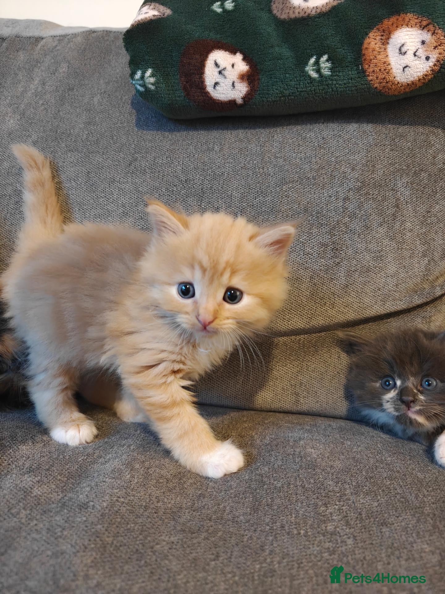 Mixed Breed cats 1x Longhair Ginger 3x Calico Tricolour Kittens! - Advert 1