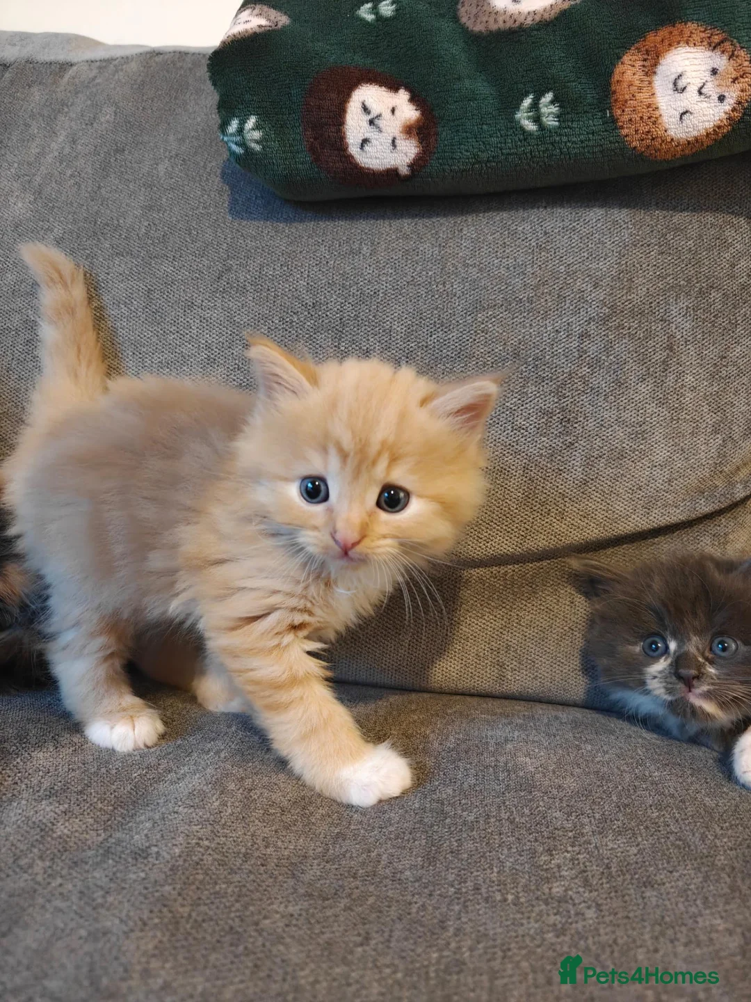 Mixed Breed cats for sale: 1x Longhair Ginger 3x Calico Tricolour Kittens! - Advert 1
