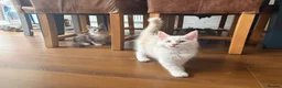 Maine Coon cats for sale: 🐾✨ MAJESTIC MAINE COON KITTENS ✨🐾 - Advert 14
