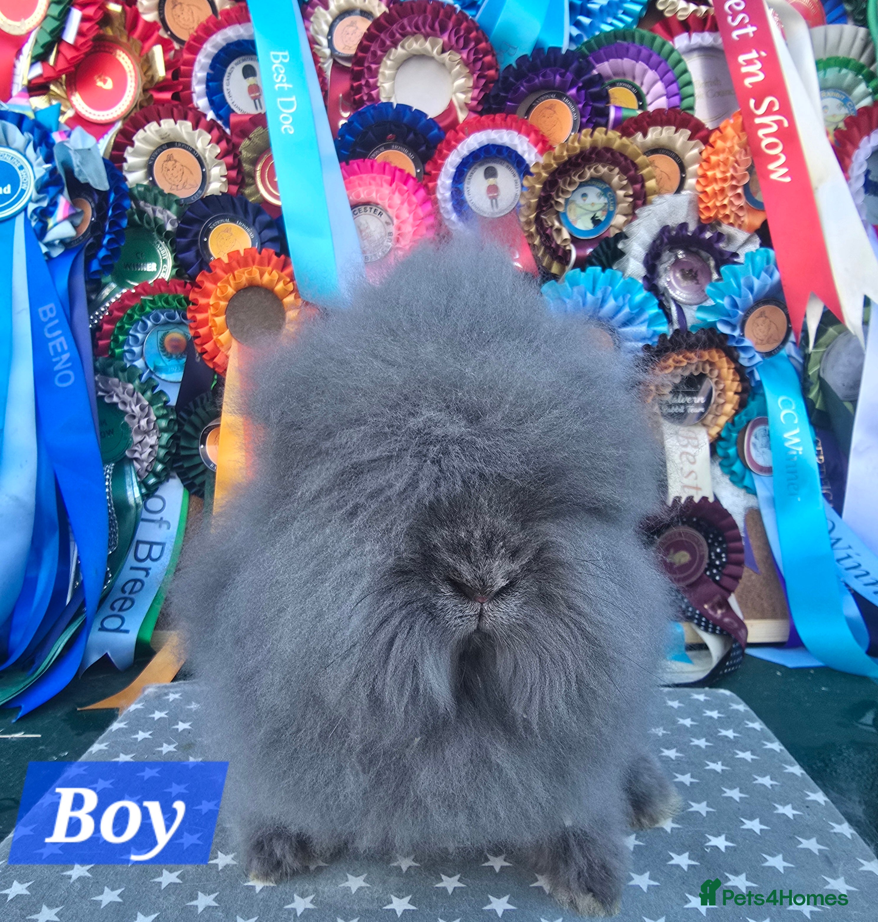 Lionhead rabbits Gorgeous Purebred Lionheads available  - Advert 2