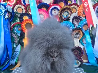 Lionhead rabbits Gorgeous Purebred Lionheads available - Advert 15