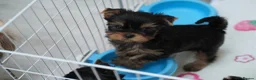 Yorkshire Terrier dogs for sale: Adorable KC reg puppies 🩵💕 - Advert 4
