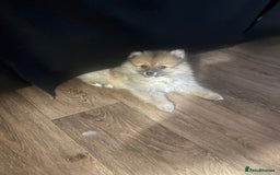 Pomeranian dogs for sale: LAST GIRL READY NOW Pomeranian puppies - Advert 3