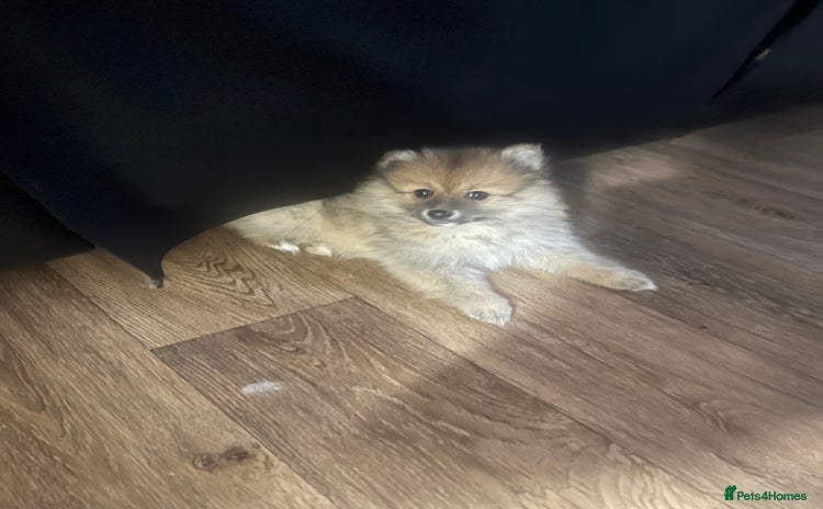 Pomeranian dogs READY NOW Pomeranian puppies - Advert 1