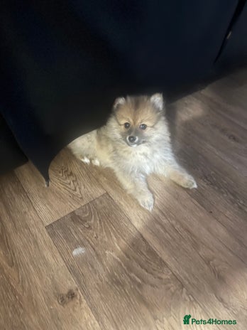 Pomeranian dogs READY NOW Pomeranian puppies - Advert 1