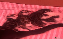 Mixed Breed cats for sale: Kitten - Image 5