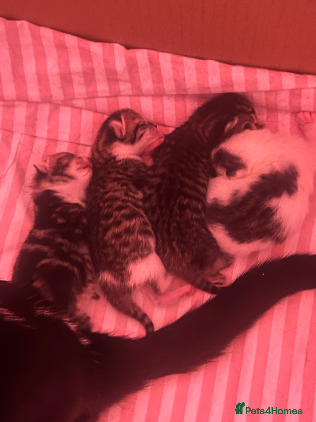 Mixed Breed cats for sale: Kitten - Image 5