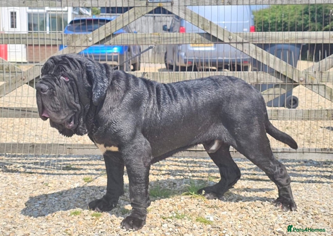Neapolitan Mastiff dogs for sale: Makaevo Puppies - Advert 5