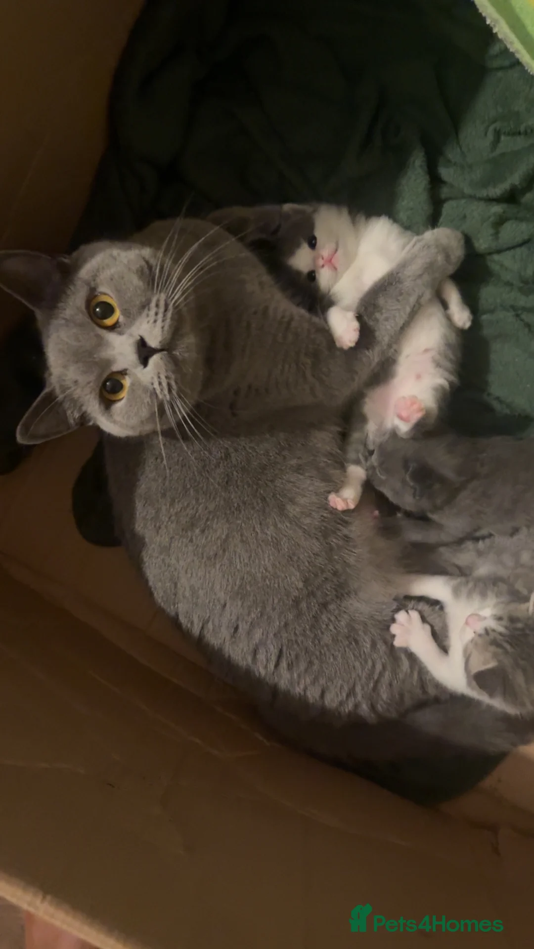 British Shorthair cats for sale: mixed british short hair  - Advert 1