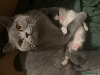 British Shorthair cats mixed british short hair - Advert 4
