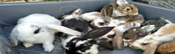 Mini Lop rabbits for sale: Cute French x Mini Lop Ready to Go!!! - Advert 1