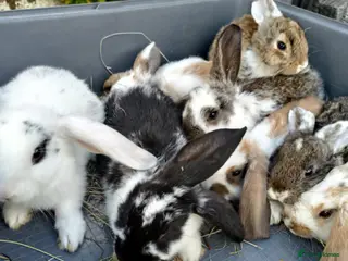 Mini Lop rabbits Cute French x Mini Lop Ready to Go. Must Read Pls! - Advert 1