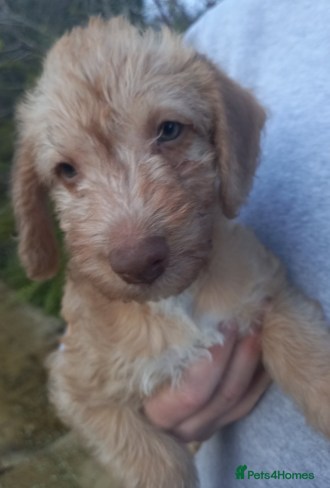Bedlington Terrier dogs for sale: 7/8 Bedlington 1/8 whippet puppies  - Advert 3