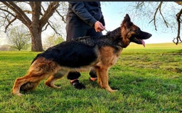 German Shepherd dogs for sale: Kc-registered German shepards puppies for sale - Image 25