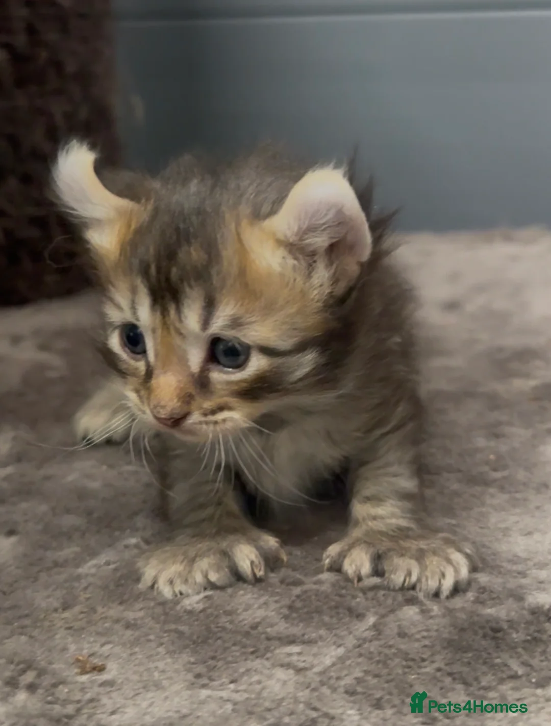 American Curl cats for sale: American curl kittens rare breed reduced price - Advert 2
