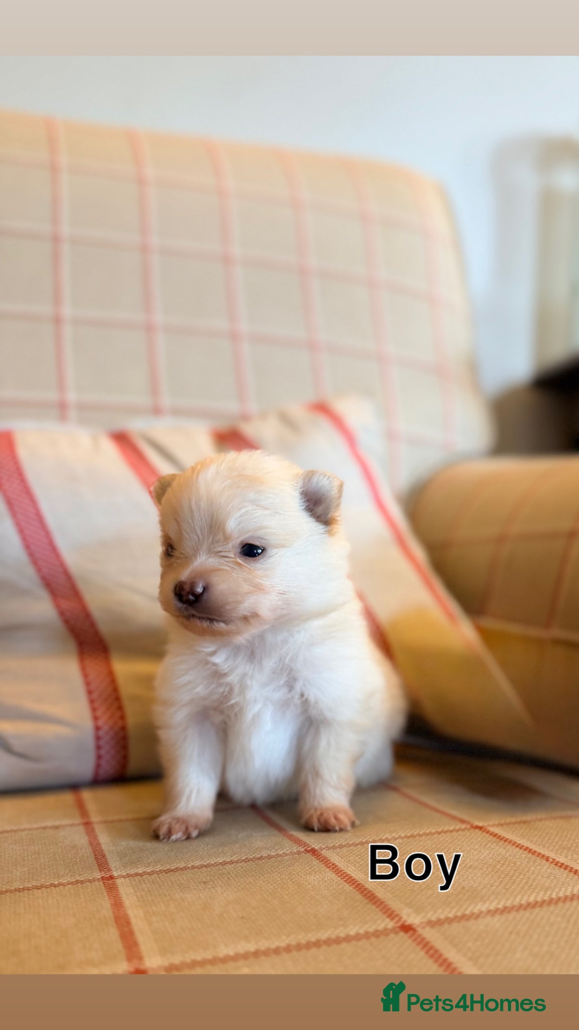 Pomeranian Puppy 2