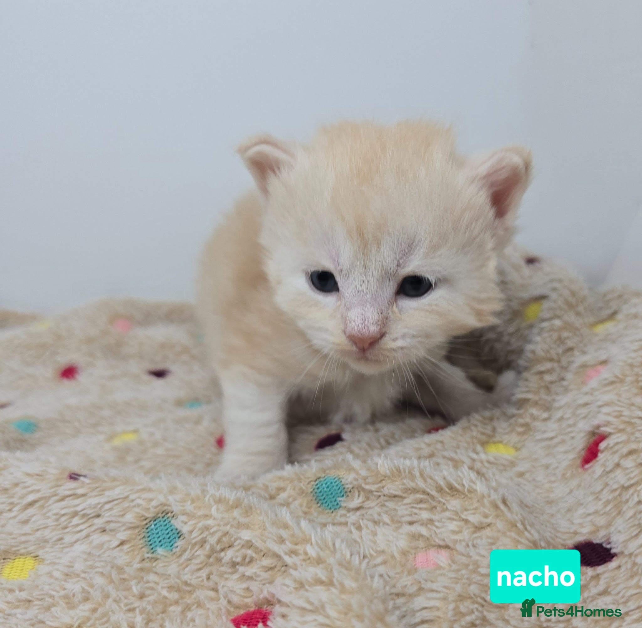 Maine Coon cats Amazing Large Red & Cream Silver Boys Maine Coons - Advert 5