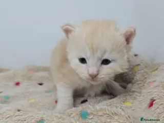 Maine Coon cats Amazing Large Red & Cream Silver Boys Maine Coons - Advert 5