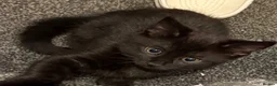 Mixed Breed cats for sale: Black kitten in Dover - Advert 6