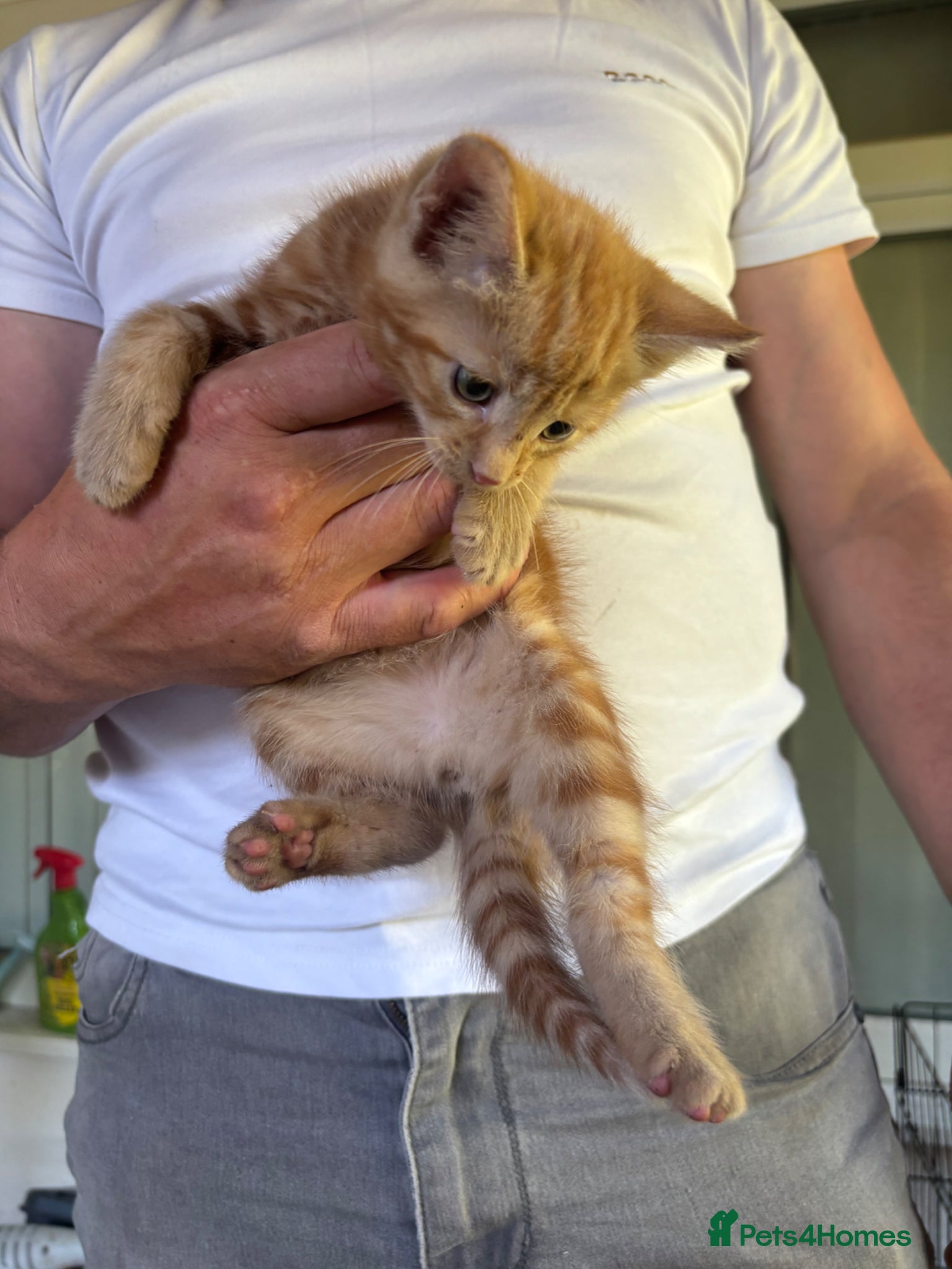 Mixed Breed cats Litter of 4 beautiful kittens - Advert 2