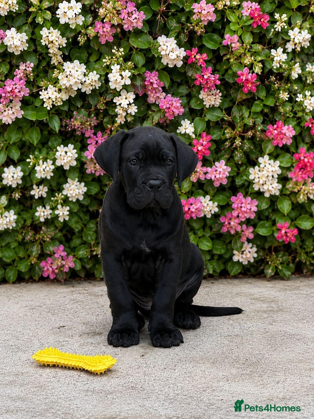 Cane Corso dogs *Ready Now* Champion Bloodline Cane Corso’s - Advert 7