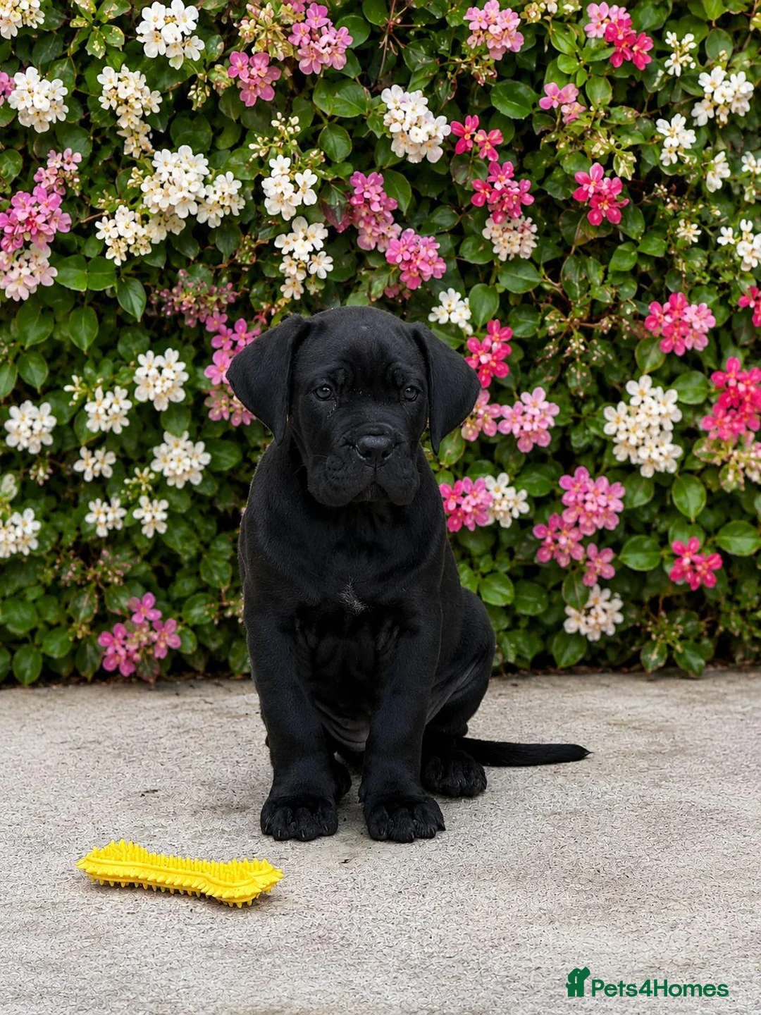 Cane Corso dogs for sale: *Ready Now* Last Girl Champion Bloodline  - Advert 1